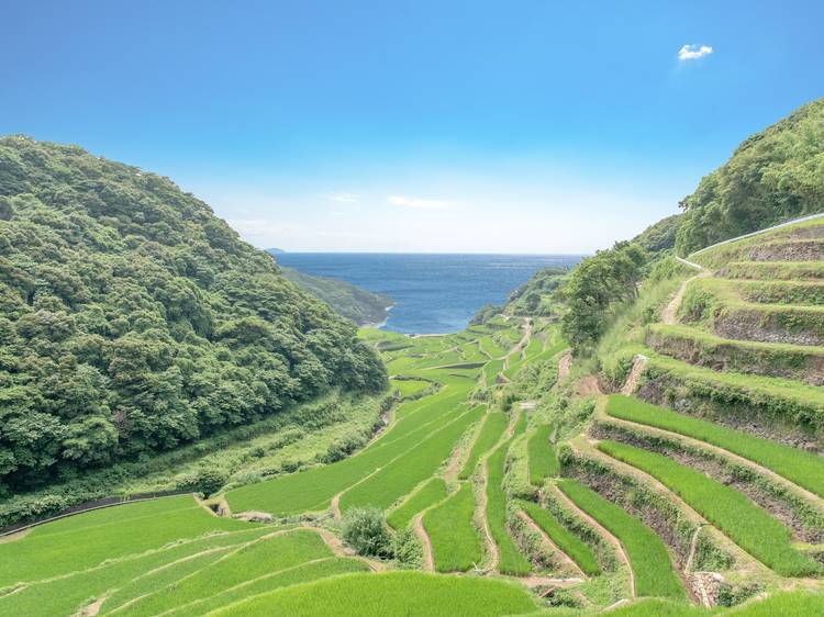 Hamanoura Rice Terrace (Higashimatsuura-gun, Saga)