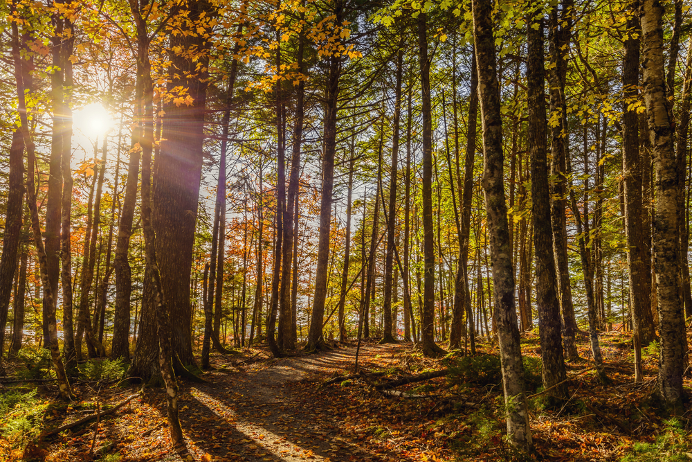 Forest in Canada