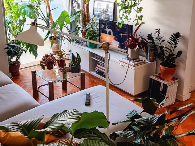 @plantodependente Plantas, @plantodependente, Diogo Gomes, Celso Teixeira