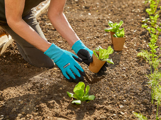 Gardena Compras, Plantas, Gardena