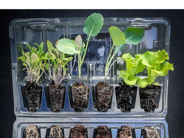 Hortini Compras, Plantas, Hortini