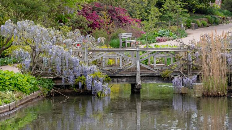 RHS Garden Wisley, Surrey