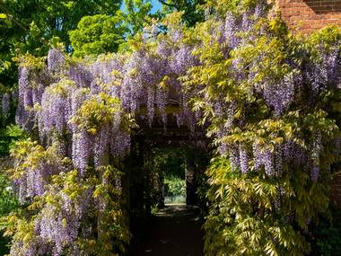 15 Best Places to See Wisteria in the UK