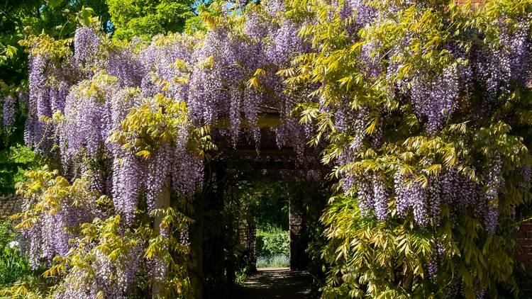 Wisteria archway, Eastcote House Gardens