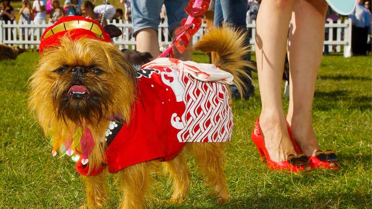 Small dog in bright red coat with owner's legs in the background