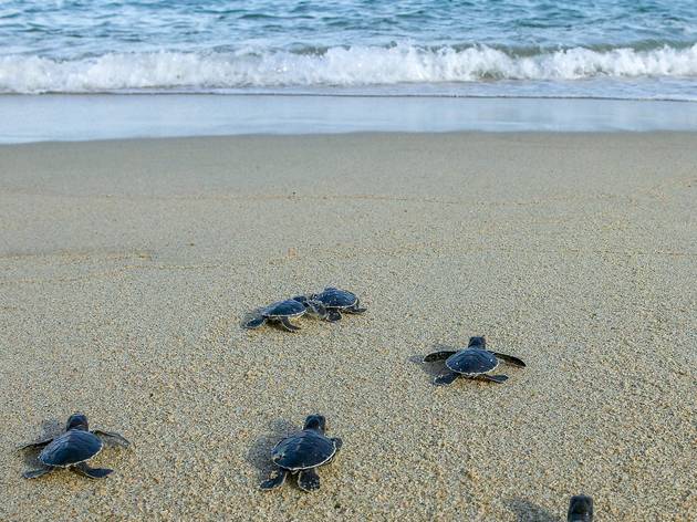 Tortugas en Marquelia Tortugas en Marquelia