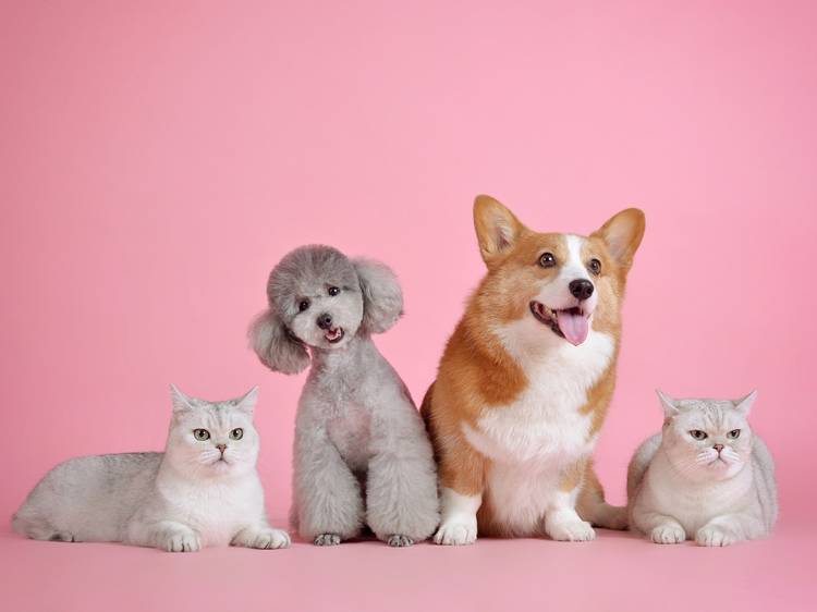The best pet groomers in Singapore