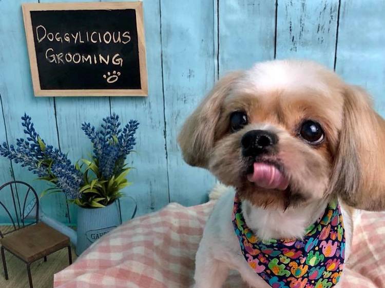 18 Top Pet Groomers in Singapore Your Dog or Cat Will Want to