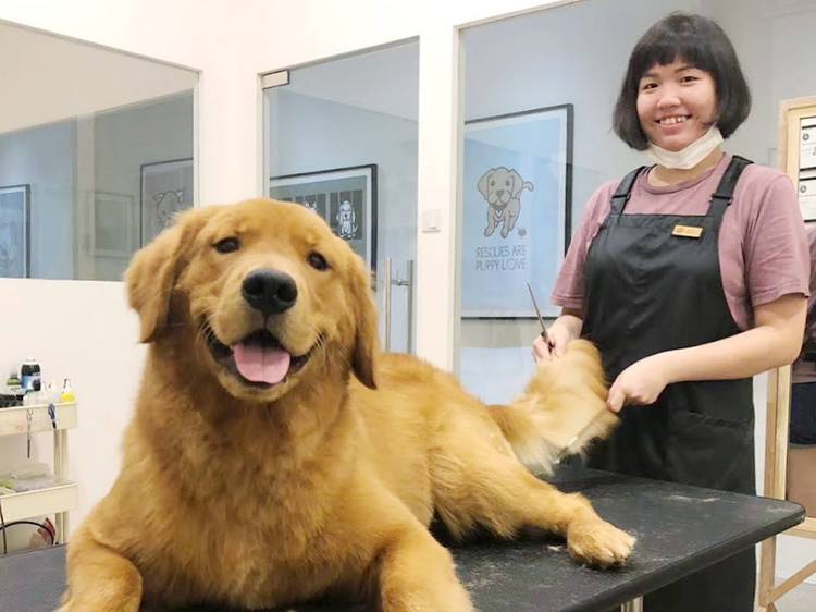 18 Top Pet Groomers in Singapore Your Dog or Cat Will Want to