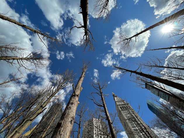 Ghost Forest Maya Lin Ghost Forest Maya Lin