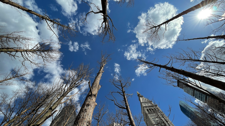 Ghost Forest Maya Lin