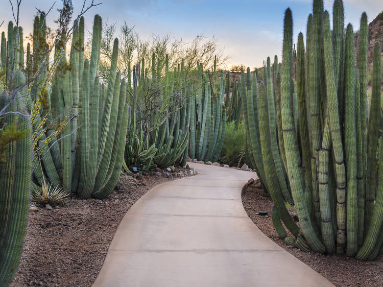 Desert Botanical Garden | Phoenix, Arizona