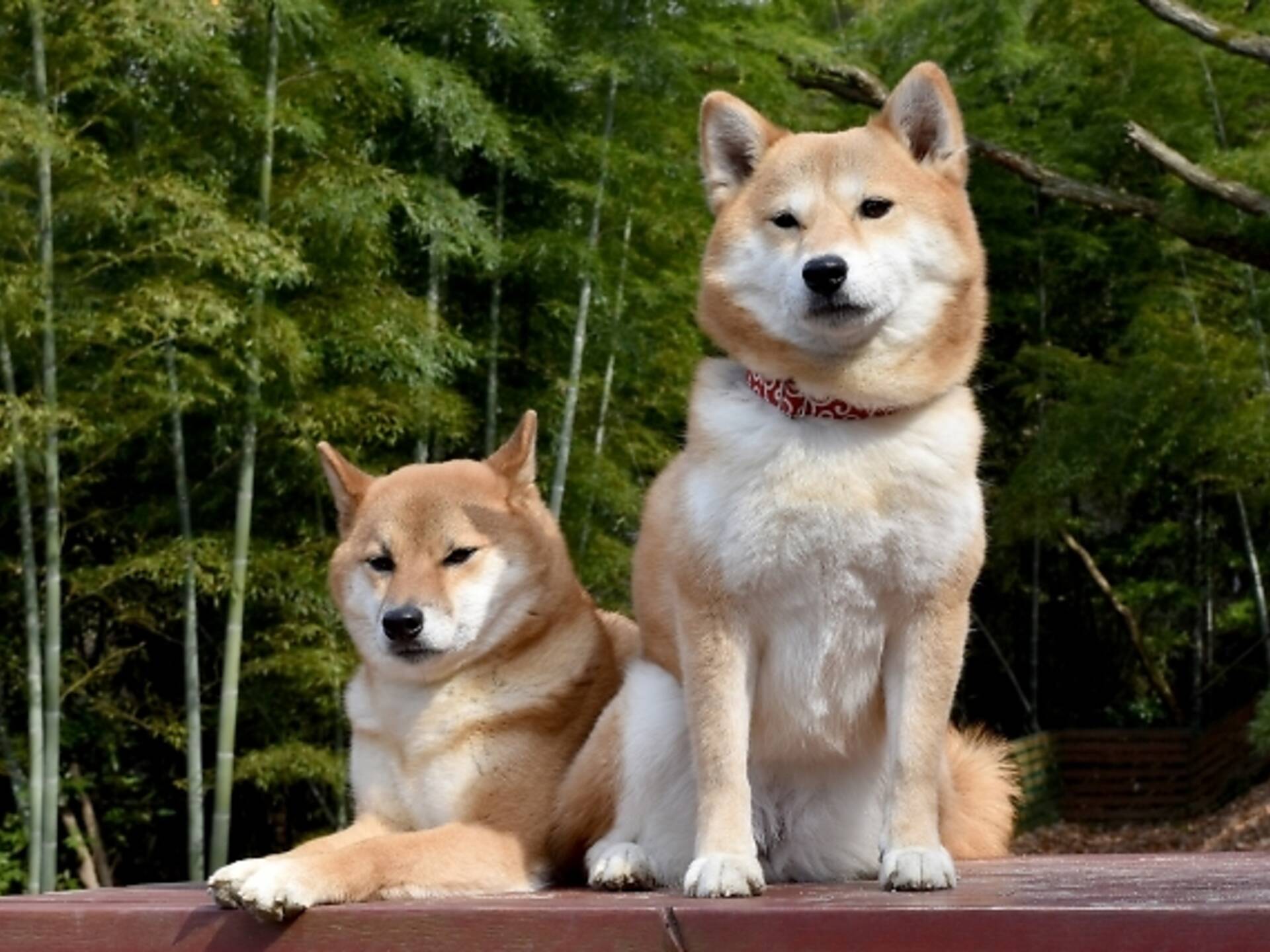 9 things you didn’t know about Shiba Inu, Japan’s native dog breed ...