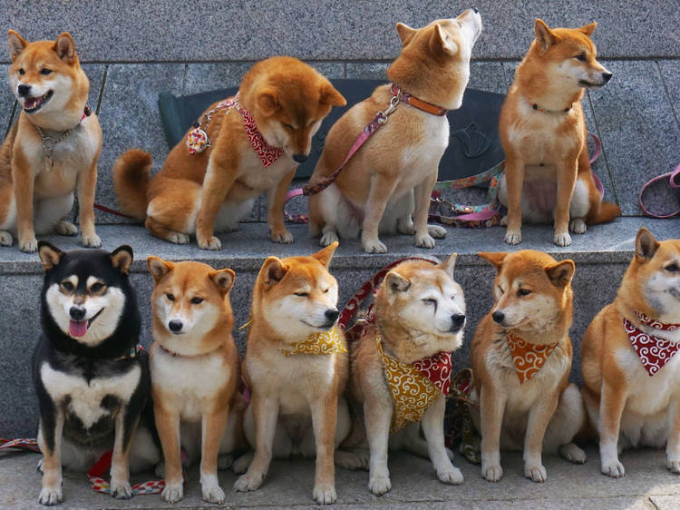 8. There are other types of Shiba Inu