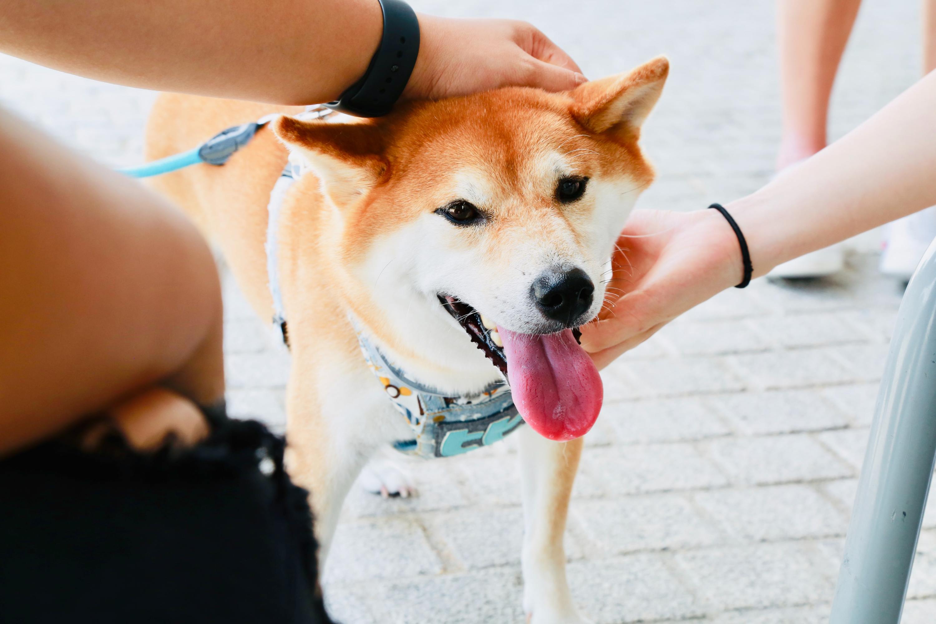 Japanese store shiba puppy