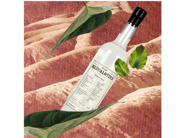 Mezcaloteca Madrecuixe / Bicuixe Mezcaloteca Madrecuixe / Bicuixe