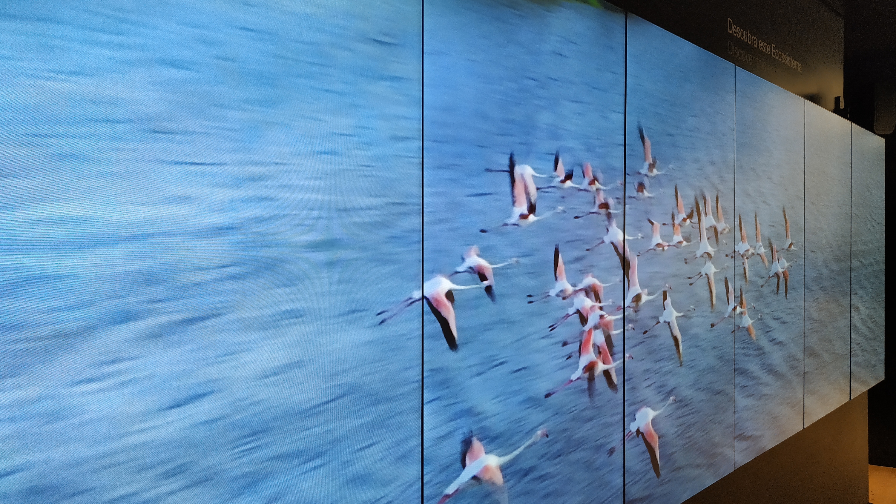 Bando de flamingos