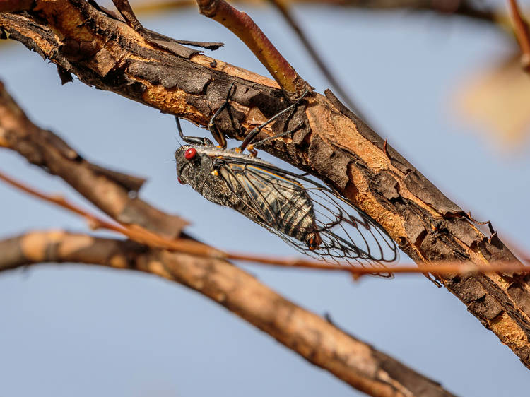 Cicadas are set to appear in a “double brood emergence” this year