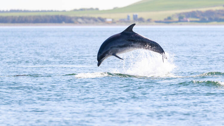 Dolphins in Scotland