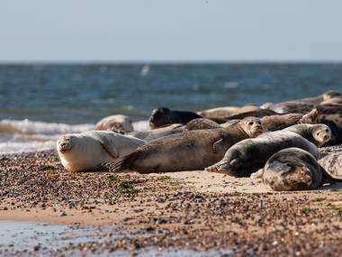 7 Places to See Cute Animals and Wonderful Wildlife in the UK