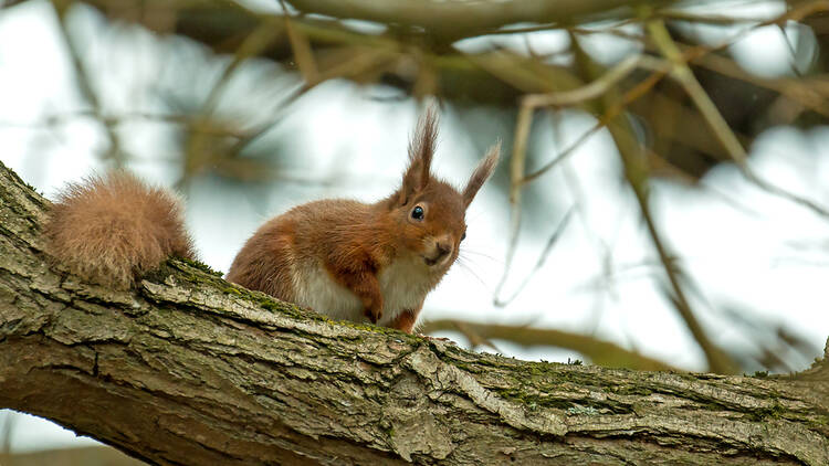 Red squirrels in Dorset