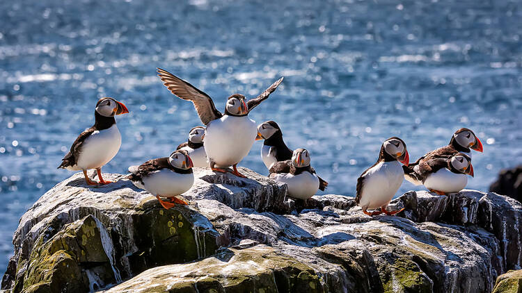 Puffins in Northumberland