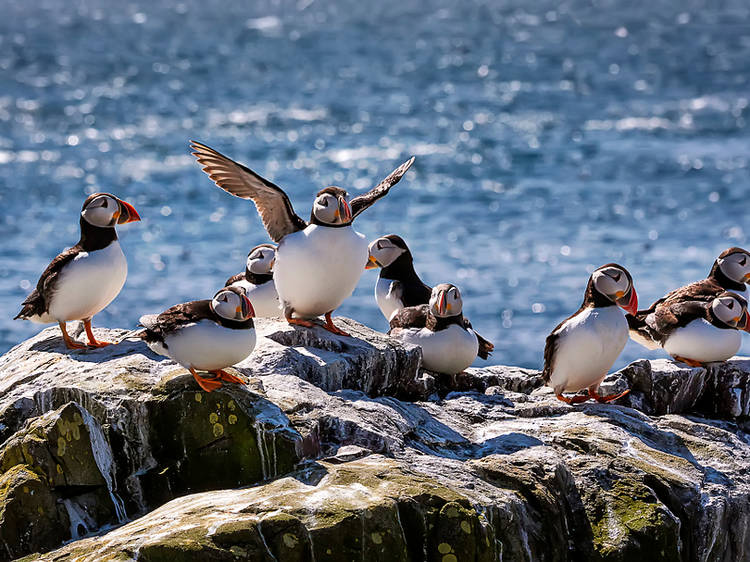 Puffins in Northumberland