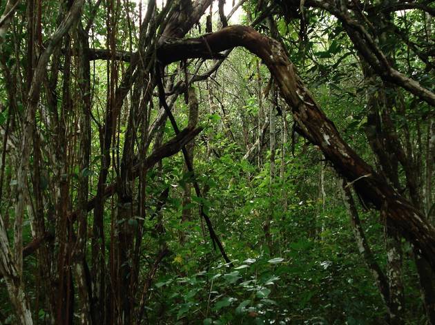 Hyper-Rainforest Hyper-Rainforest