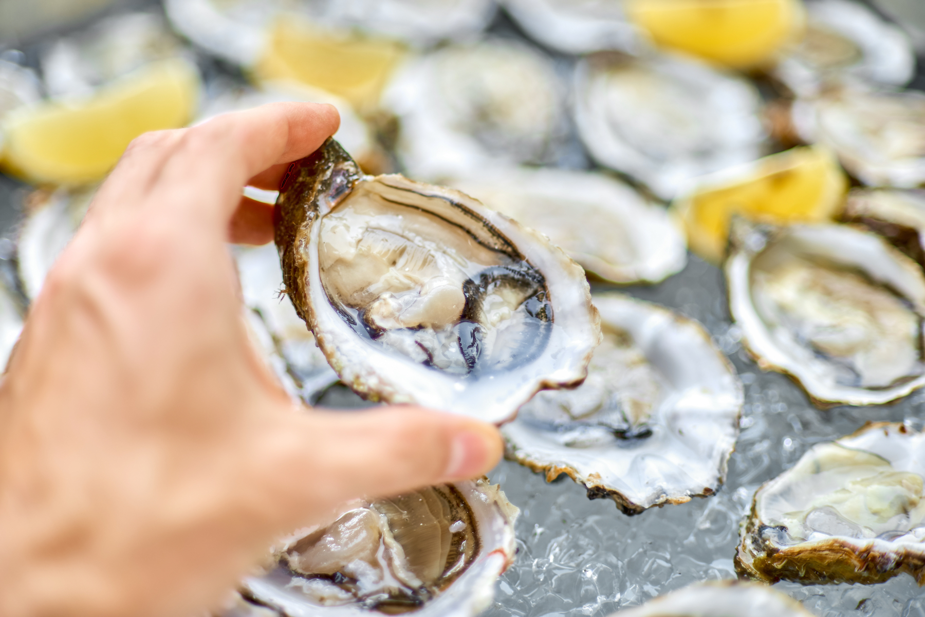 Oysters Are Alive When Served