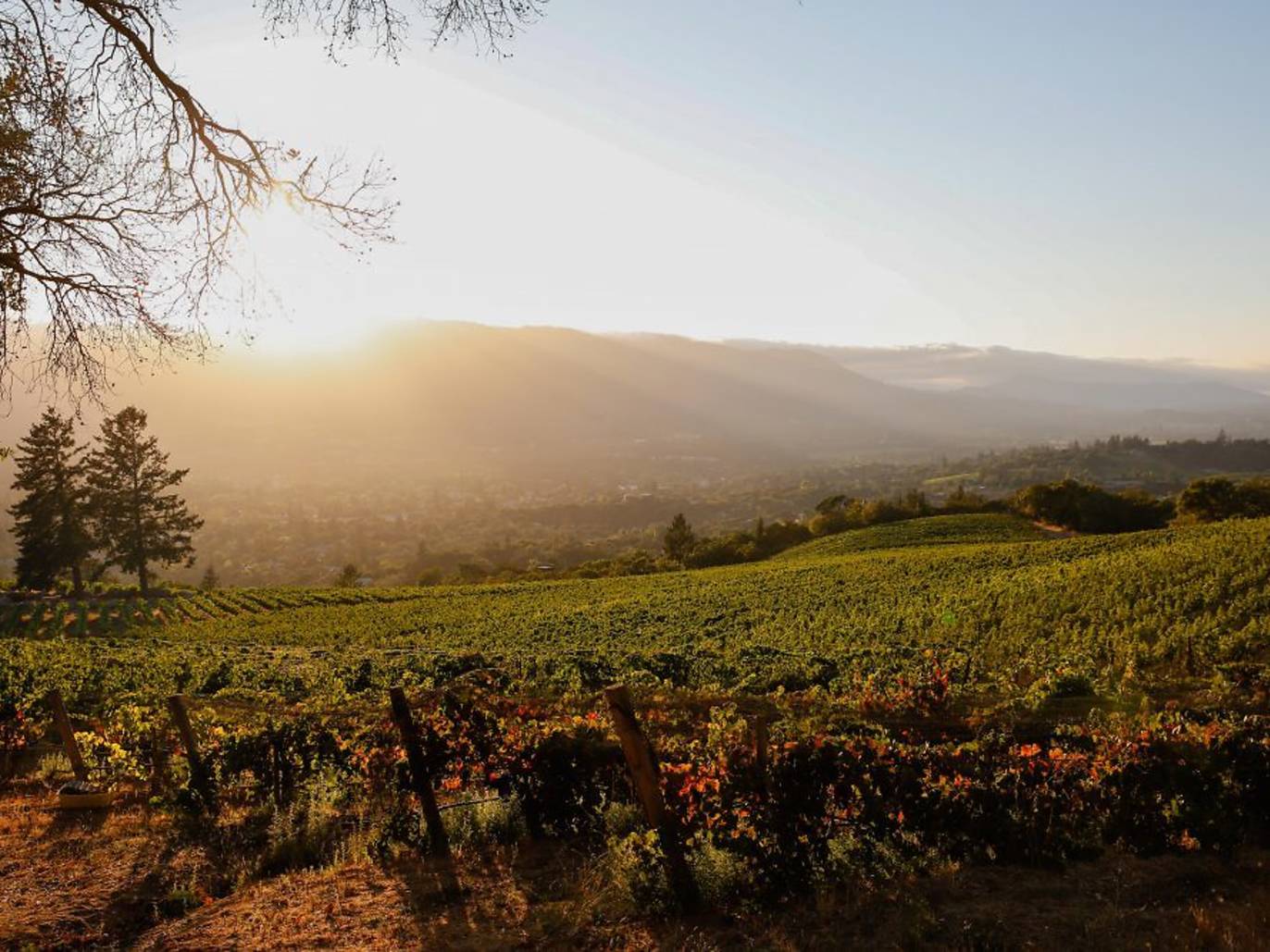 Best Sonoma Wineries For Tasting Delicious Wines