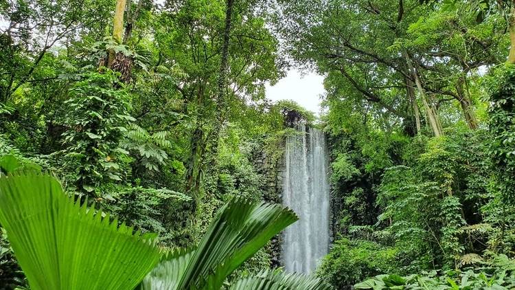 The Waterfall Aviary at Jurong Bird Park