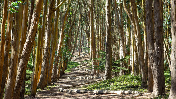 Admire the work of Andy Goldsworthy in the Presidio