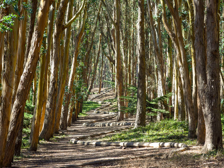 Admire the work of Andy Goldsworthy in the Presidio