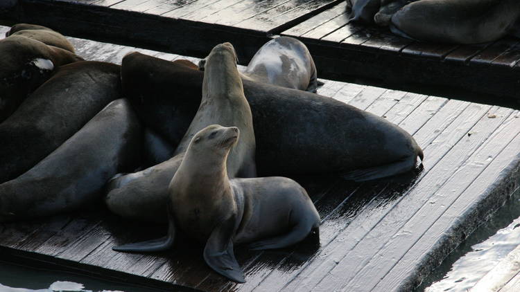 Visit the sea lions at Pier 39