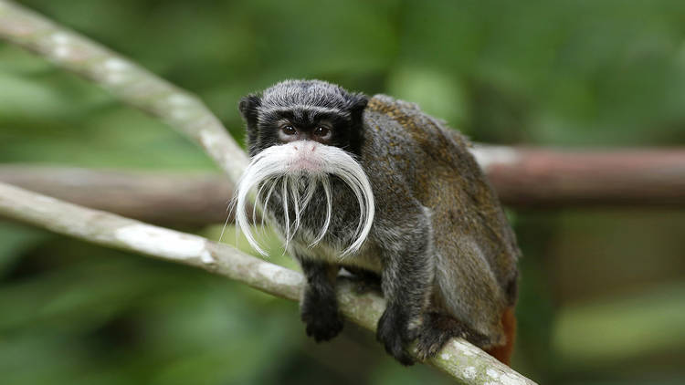 Hello from the Wild Side