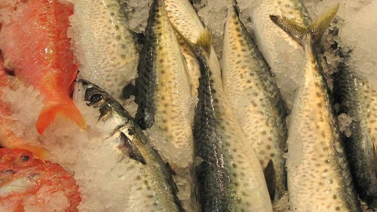 Close up of market fish packed in ice