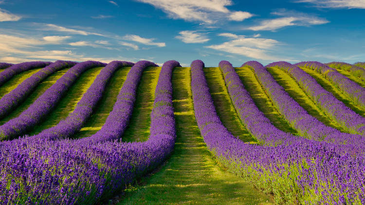 Lines of lavender growing in a field in Tarhill Farm in Kinross, Scotland