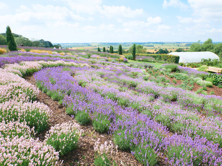 Yorkshire Lavender Farm, North Yorkshire