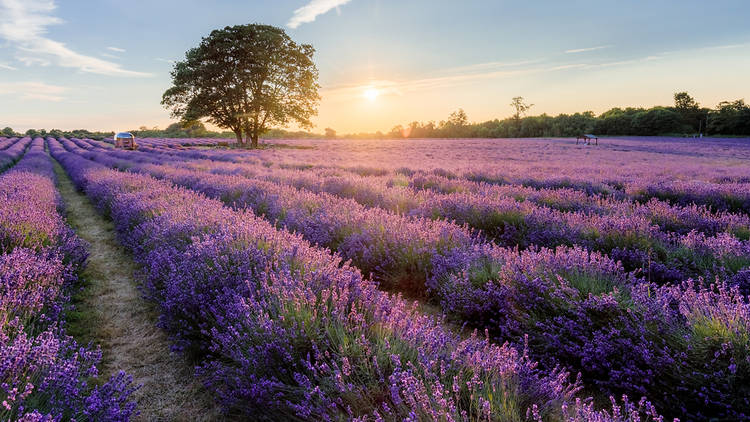 The sun sets at Mayfield Lavender Farm in Surrey