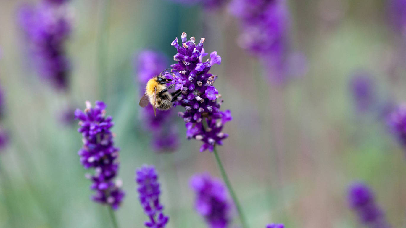 Beautiful Lavender Fields in the UK: 12 Best Places to See Lavender