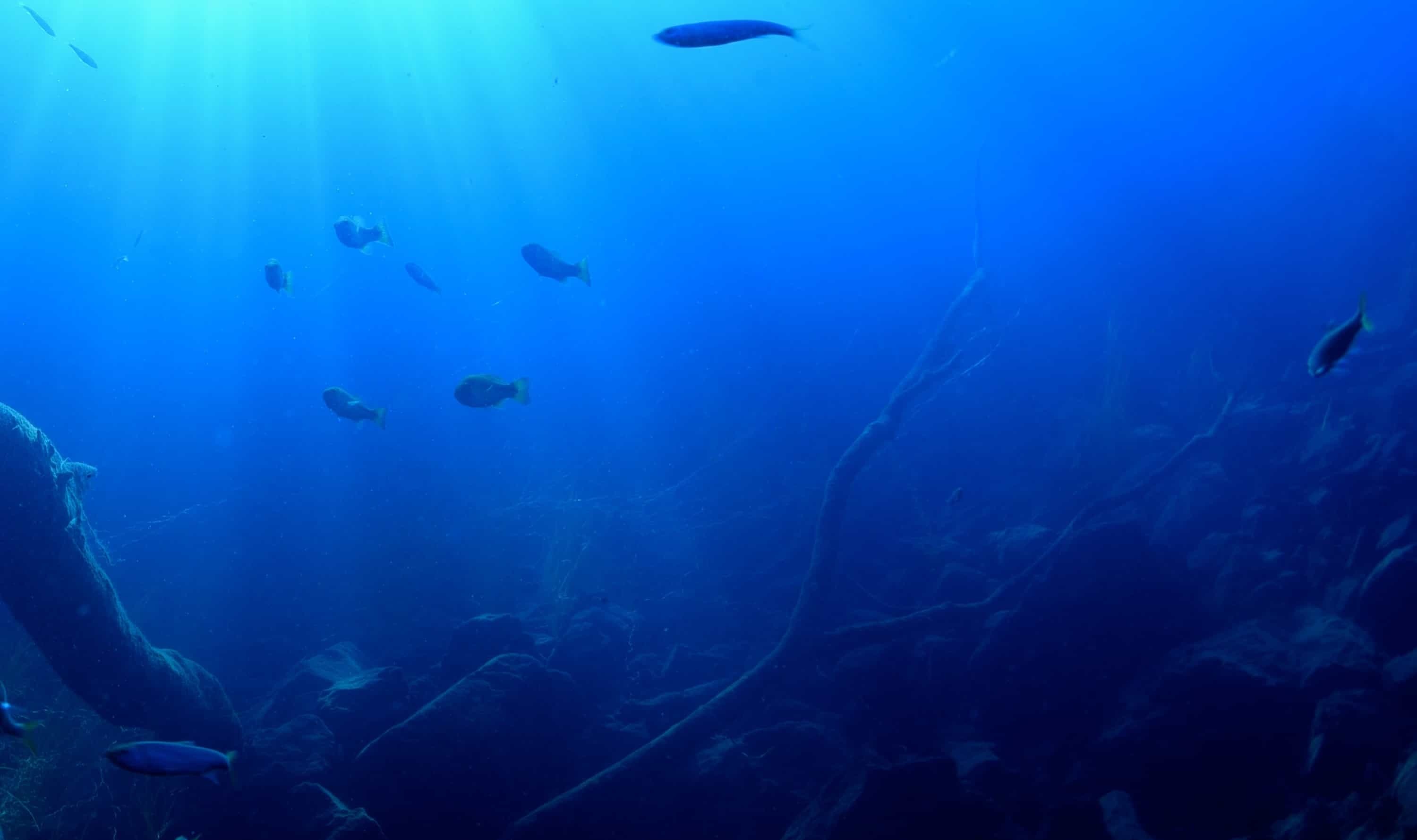 Hoshinoya Fuji diving