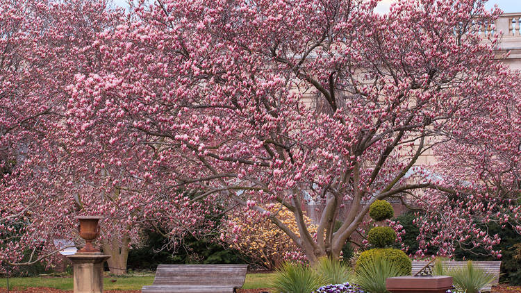 Stop and smell the roses at the Smithsonian's Enid A. Haupt Garden