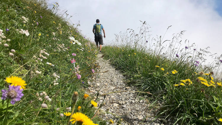 5. Get to know nature in an Alpine garden