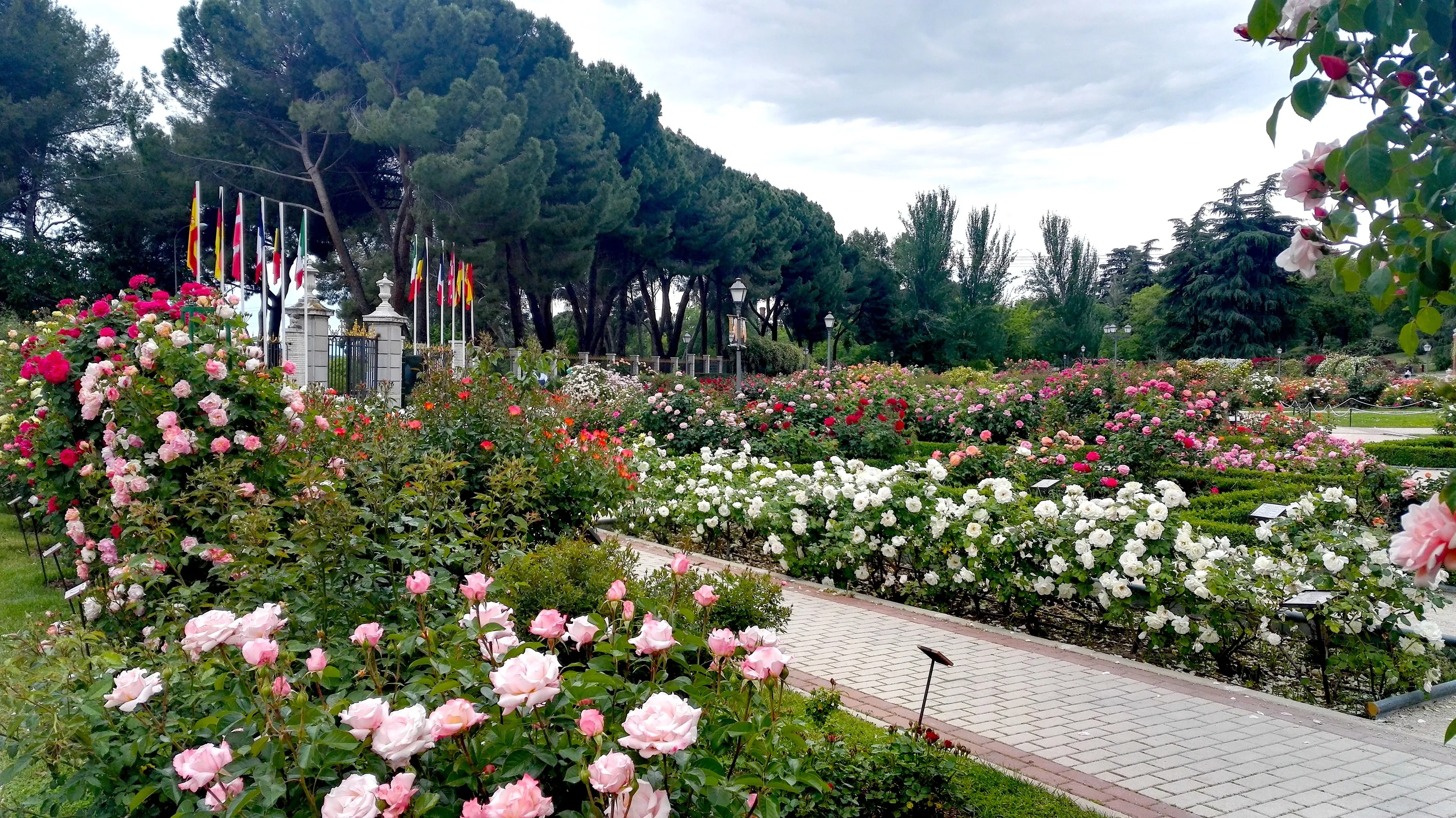 Rosaleda Parque del Oeste