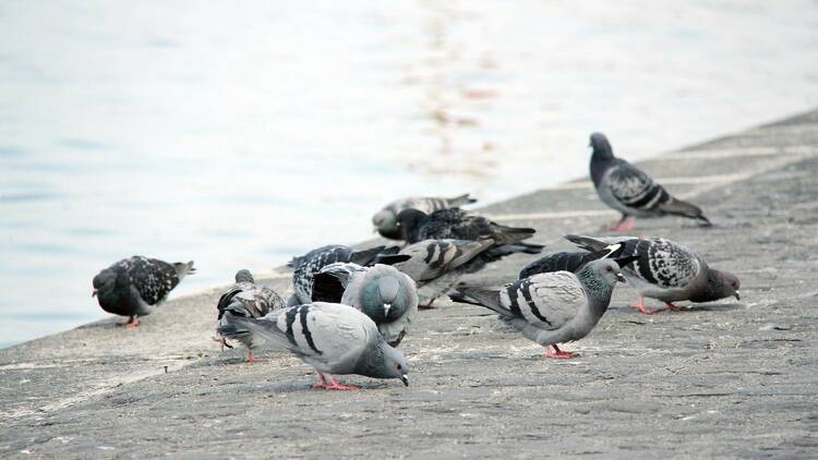 Feeding pigeons and other wildlife