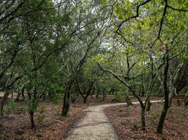 Montado de Monsanto Parque Florestal de Monsanto