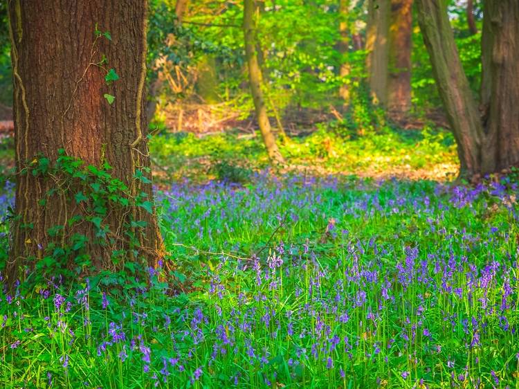 Take a trek through Highgate Wood