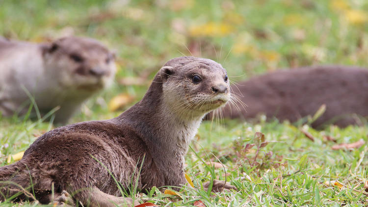 カワウソほんと展