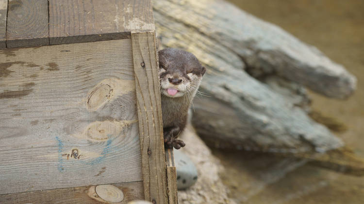 カワウソほんと展