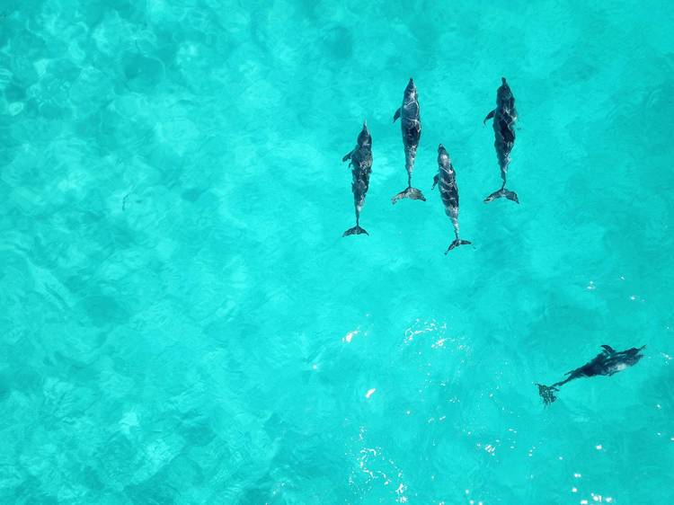 Swim with wild dolphins